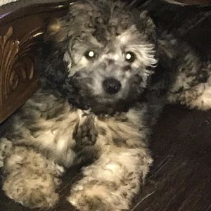 Meet your Posher, Cynthia